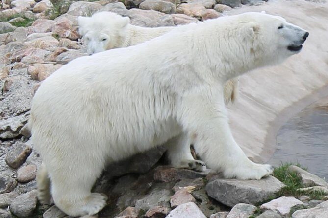 Ranua Zoo Family Tour from Rovaniemi - Pickup Zones and Extra Charges to Keep in Mind