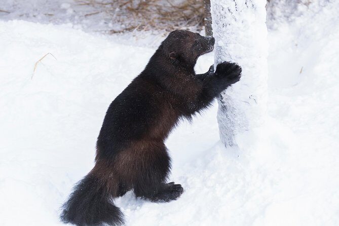 Ranua Zoo tour, optional lunch - Getting there: the pickup and the 1-hour transfer from Rovaniemi