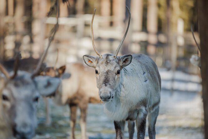 Reindeer Experience with Sledge Ride - Key highlights to notice before you go