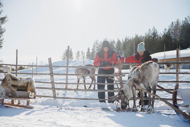 Reindeer Experience with Sledge Ride - Reindeer Manor at a glance: what you’ll do in 2.5 hours