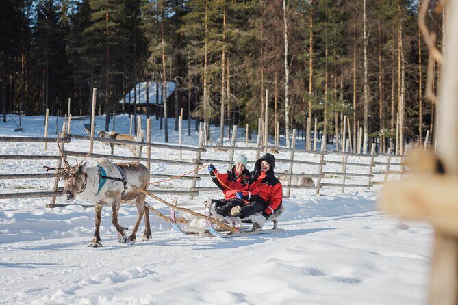 Reindeer Experience with Sledge Ride - The 500m sledge ride: cozy, short, and built for sharing the herd