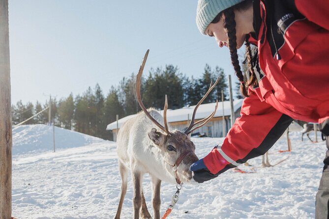 Reindeer Experience with Sledge Ride - Price and value: what $104.76 buys you (and what it doesn’t)