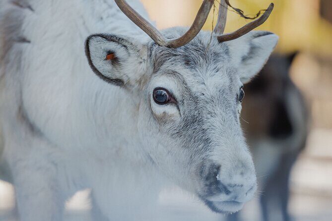 Reindeer Experience with Sledge Ride - Getting dressed right and riding in comfort to the farm
