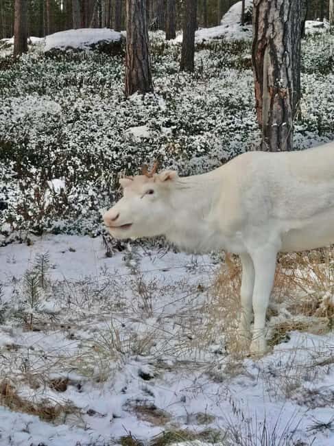 Reindeer feeding in Inari - Key points worth knowing