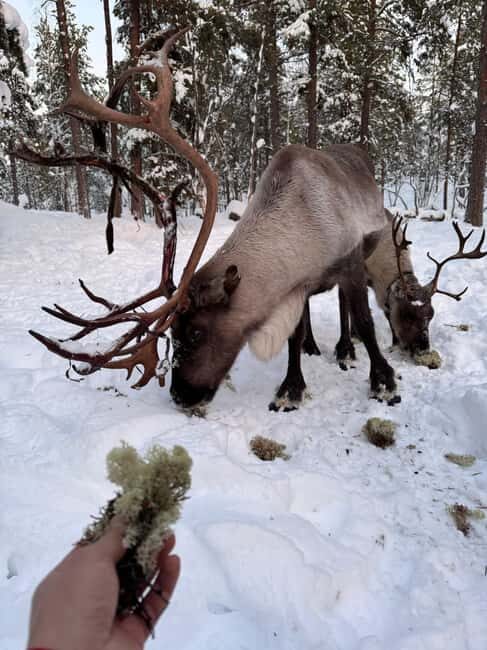 Reindeer feeding in Inari - Hand-feeding reindeer in Inari: the calm, close-up part