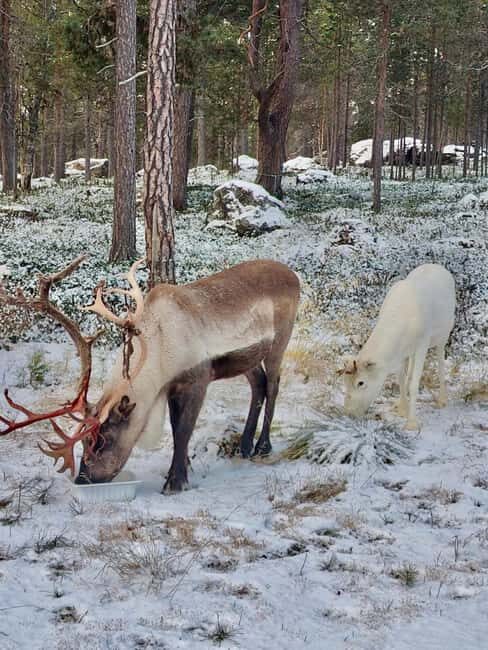 Reindeer feeding in Inari - The feeding session: lichen from your hand and photo timing