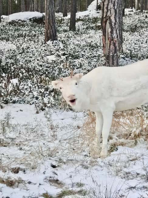 Reindeer feeding in Inari - Getting there: meeting point, short transfers, and sleigh vs car