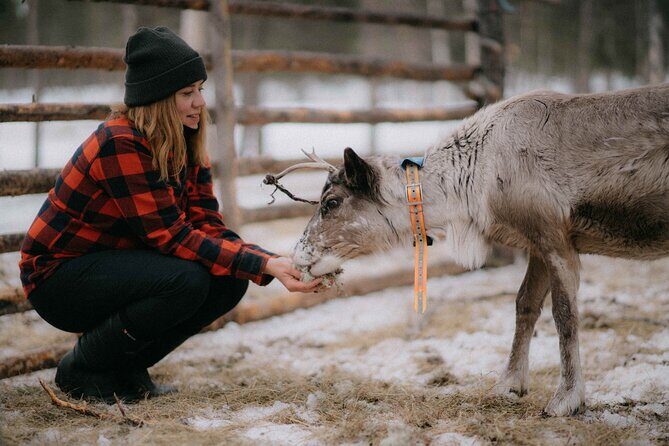 Reindeer Husbandry with Snowmobile Sleigh Ride and Cabin Lunch - Key highlights to know before you go