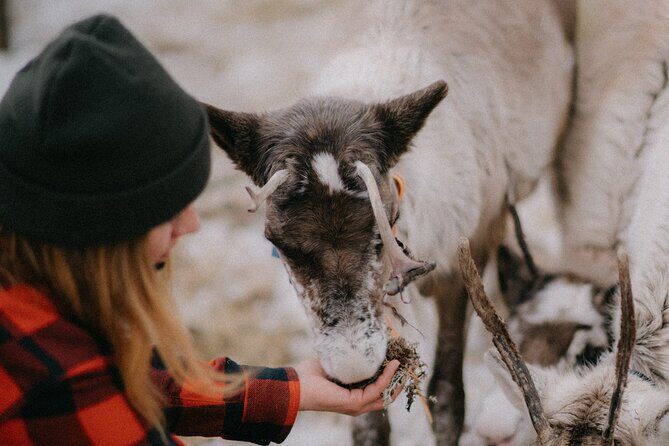 Reindeer Husbandry with Snowmobile Sleigh Ride and Cabin Lunch - Reindeer Husbandry With Heli and Her Partner: More Than a Photo Stop