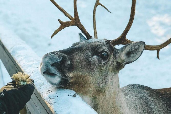 Reindeer Park Adventure - Helsinki to Nuuksio: why this drive is part of the story