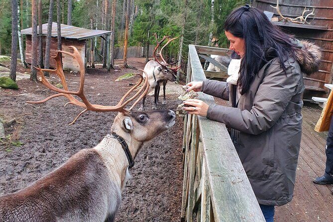 Reindeer Park Adventure - Reindeer Park: the close-up moment you came for