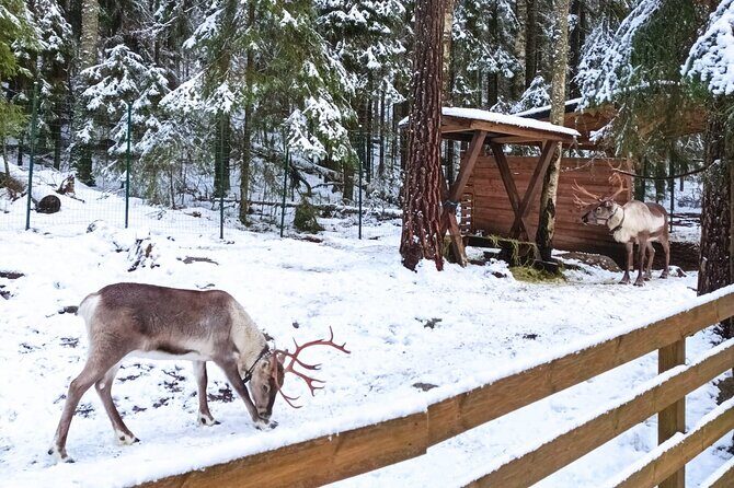 Reindeer Park & Horse Stables Safari - Meeting reindeer close-up: the moment you’ll remember