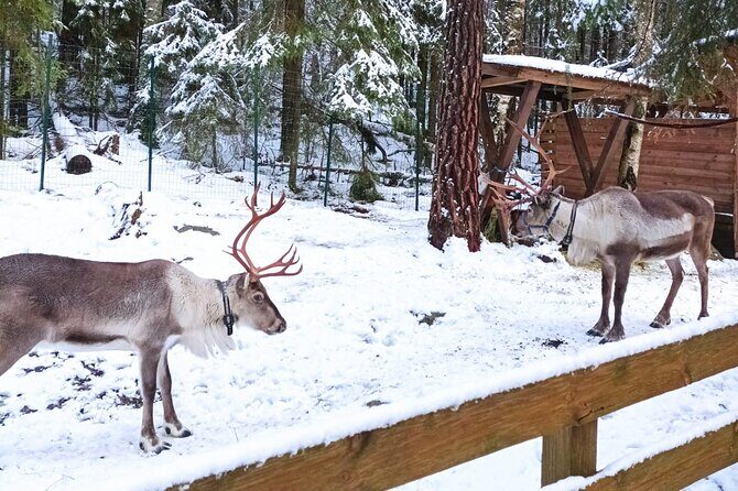 Reindeer Park & Horse Stables Safari - Guides, language, and the flexibility factor