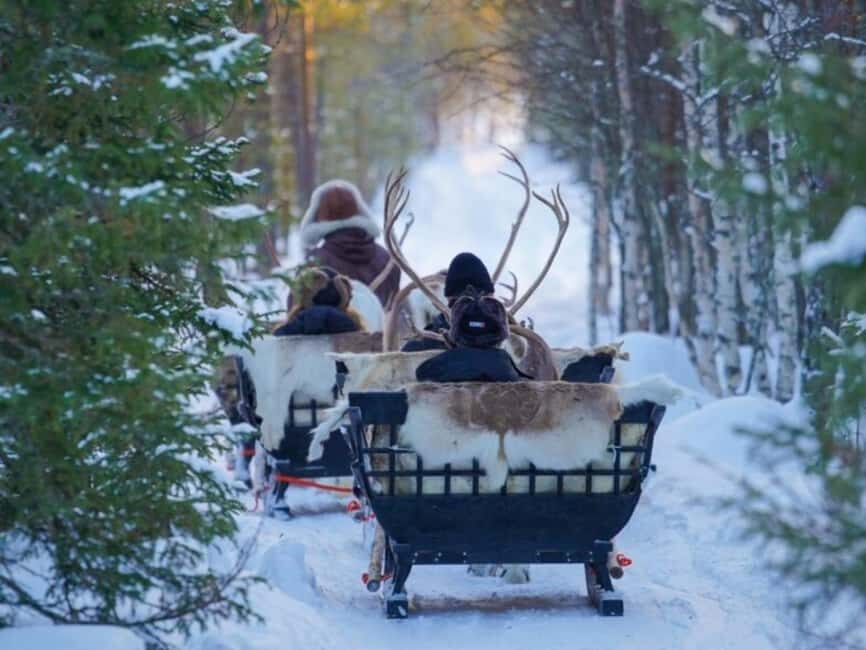 Reindeer Safari at a 200-Year-Old Farm & Long Sled Ride - Reindeer Driving License: More Than a Certificate for Kids