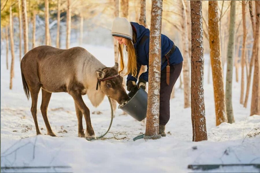 Reindeer Safari at a 200-Year-Old Farm & Long Sled Ride - Price and Value for a 3-Hour Lapland Experience
