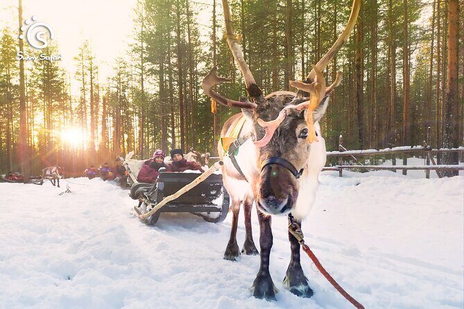 Reindeer Safari in Arctic Wilderness - Reindeer sledding starts just outside Rovaniemi’s Arctic wilderness