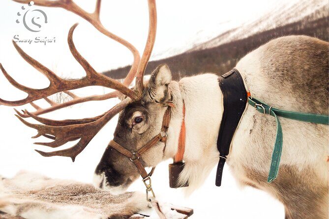 Reindeer Safari in Arctic Wilderness - Gear up in provided thermal suits, boots, and gloves