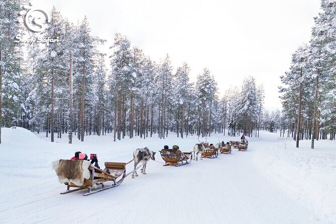 Reindeer Safari in Arctic Wilderness - Group setup and seating: how the sled arrangement works
