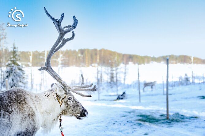 Reindeer Safari in Arctic Wilderness - Where this safari shines (and where it may fall short)