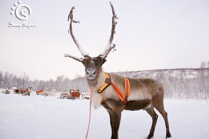 Reindeer Safari in Arctic Wilderness - Who should book this reindeer safari in Rovaniemi?