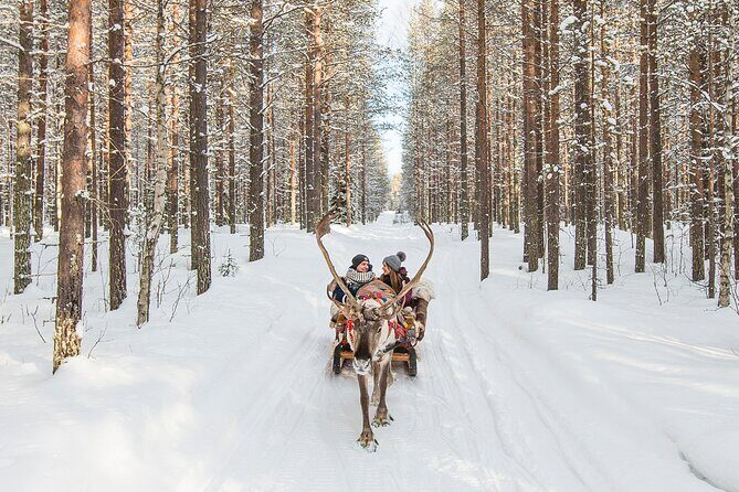 Reindeer Safari in Arctic Wilderness - Meeting the herd: pet fawns, learn habits, and take better photos