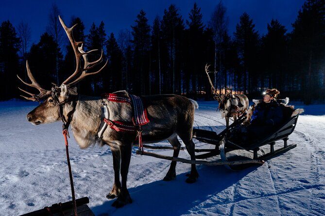 Reindeer Sleigh Ride Across the Night in Apukka Resort Rovaniemi - A Night Ride from Apukka Resort in the Arctic Dark