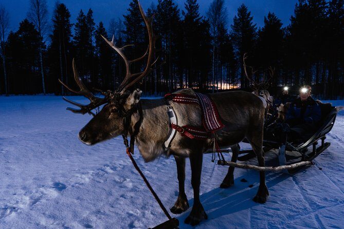 Reindeer Sleigh Ride Across the Night in Apukka Resort Rovaniemi - Who This Fits Best (And Who Should Think Twice)