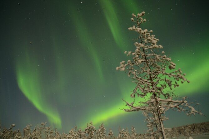 Reindeer Sleigh Ride Across the Night in Apukka Resort Rovaniemi - Price and Value: What You’re Paying For at $223.57