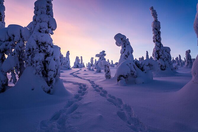Riisitunturi wilderness adventure - Your day at a glance: 8:00 am pickup to return to Rovaniemi