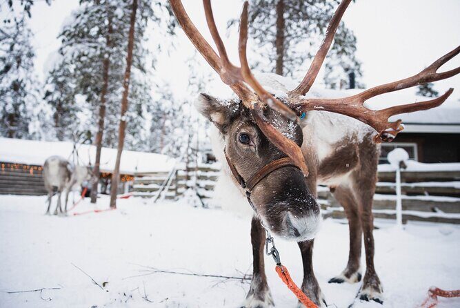 Rovaniemi 2 days Activities Package - Husky and Reindeer Sleigh Rides: Small Distance, Big Energy