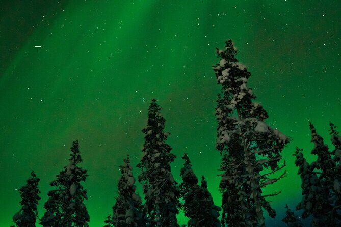 Rovaniemi 2 days Activities Package - Day 2: Ranua Wildlife Park (Polar Bears and Arctic Species)