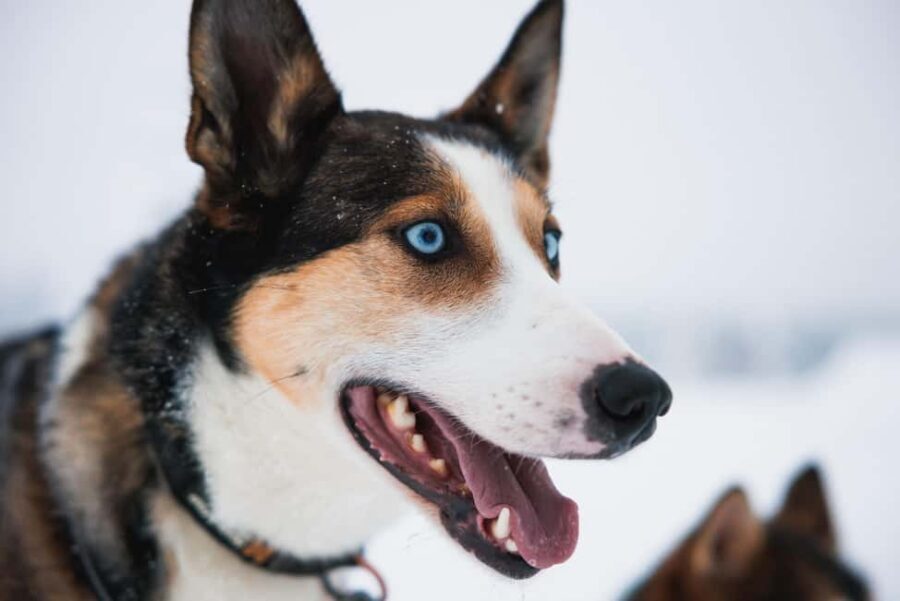 Rovaniemi: Arctic Circle Long Trail Husky Adventure - Key takeaways before you go