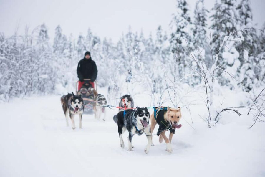 Rovaniemi: Arctic Circle Long Trail Husky Adventure - Why this Rovaniemi husky adventure feels different from typical tours
