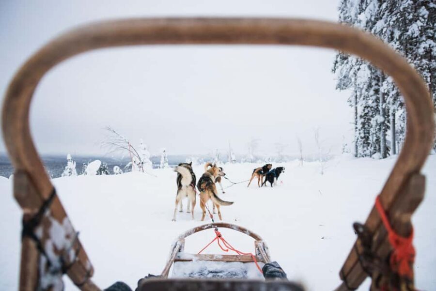 Rovaniemi: Arctic Circle Long Trail Husky Adventure - The pre-ride husky time: petting, photos, and learning the basics