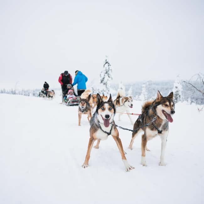 Rovaniemi: Arctic Circle Long Trail Husky Adventure - Price and value: what you’re really paying for at $226