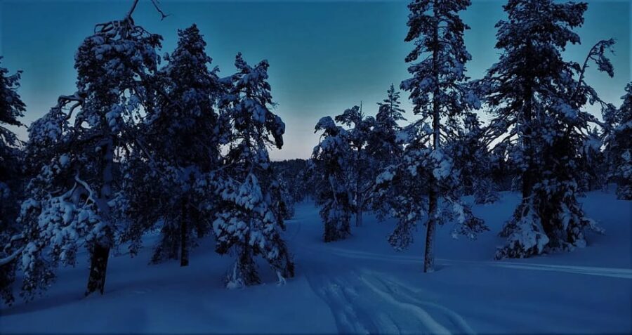 Rovaniemi: Aurora Hunting Tour in the Forest with Hot Drinks - Pickup Options and When Your Night Starts