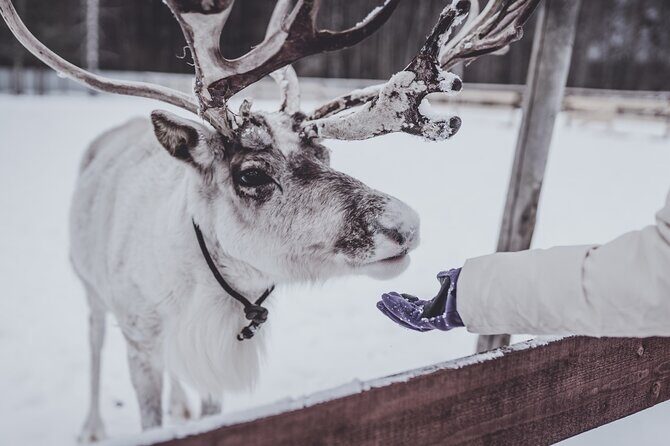 Rovaniemi: Authentic Lapland Reindeer Farm Visit & Sled Ride - Key highlights to know before you go