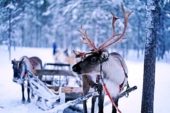 Rovaniemi: Authentic Lapland Reindeer Farm Visit & Sled Ride - Timing game plan: the 9:00 start and how the cold can affect your day