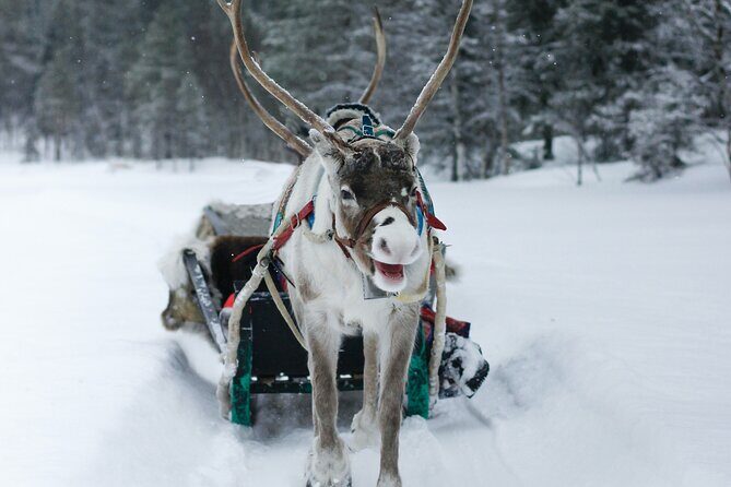 Rovaniemi: Authentic Lapland Reindeer Farm Visit & Sled Ride - What you’ll actually do during the visit (stop by stop in plain English)