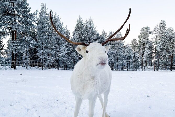 Rovaniemi: Authentic Lapland Reindeer Farm Visit & Sled Ride - Meet the reindeer at a working farm with long Lapland roots
