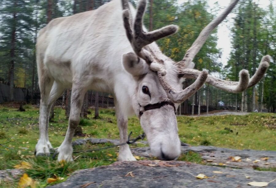 Rovaniemi: Authentic Reindeer Farm & Canoeing - Campfire Lessons: How Lichen Feeding Works in Lapland