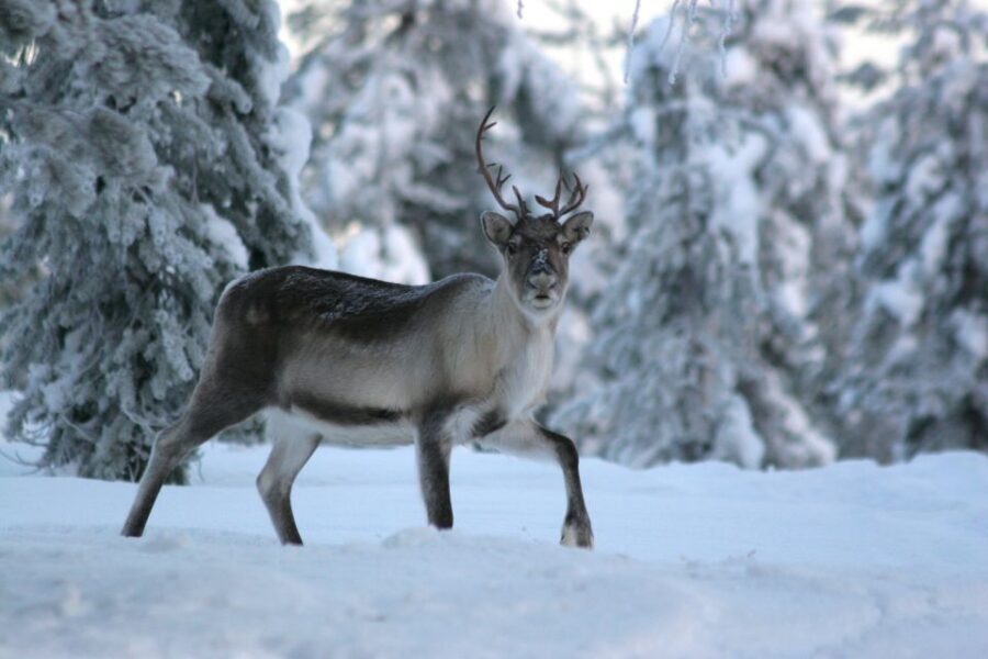 Rovaniemi: Authentic Reindeer Farm Visit & Short Sleigh Ride - Feeding reindeer and meeting the herd up close