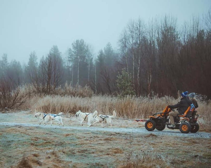 Rovaniemi: Autumn Husky Ride on Wheels - Key things to know before you go