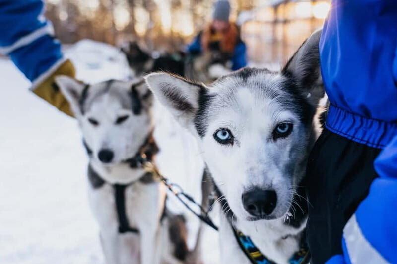 Rovaniemi: Autumn Husky Ride on Wheels - The 3 km cart run: your job, the guide’s job, the dogs’ job