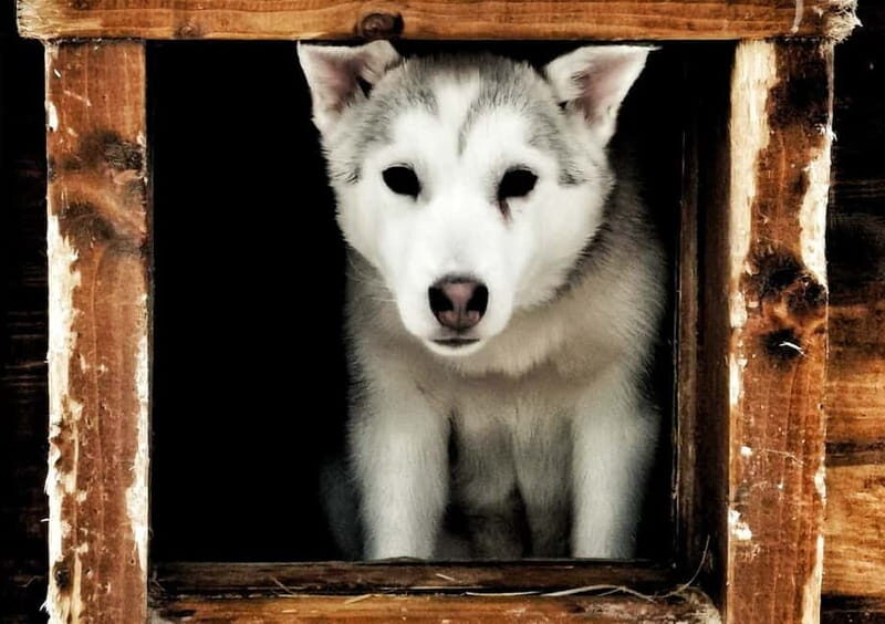 Rovaniemi: Autumn Husky Ride on Wheels - Getting to Apukka Resort: simple pickups, big convenience