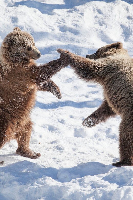 Rovaniemi: Day at Ranua Wildlife Park Arctic Zoo - Key highlights worth your attention