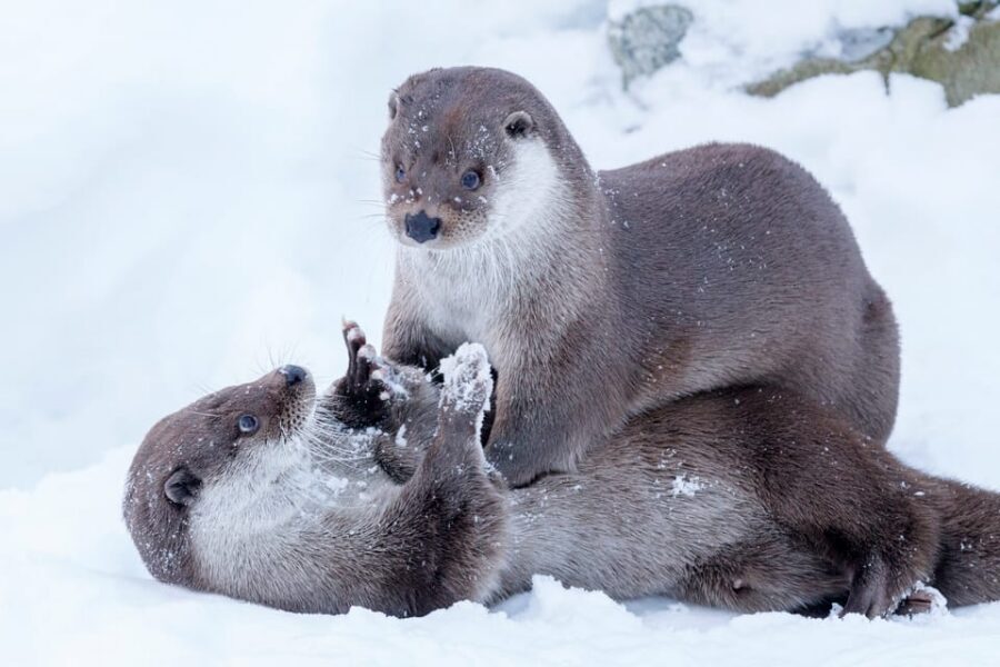 Rovaniemi: Day at Ranua Wildlife Park Arctic Zoo - Arctic animals you can look for: bears, lynx, foxes, and more