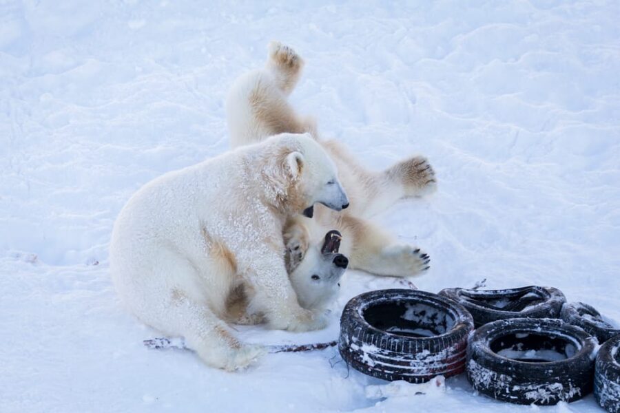 Rovaniemi: Day at Ranua Wildlife Park Arctic Zoo - Bears in winter: how to make the most of your sightings