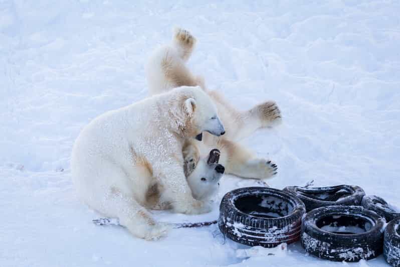 Rovaniemi: Day at Ranua Wildlife Park Arctic Zoo - Who this Ranua Wildlife Park day trip is best for