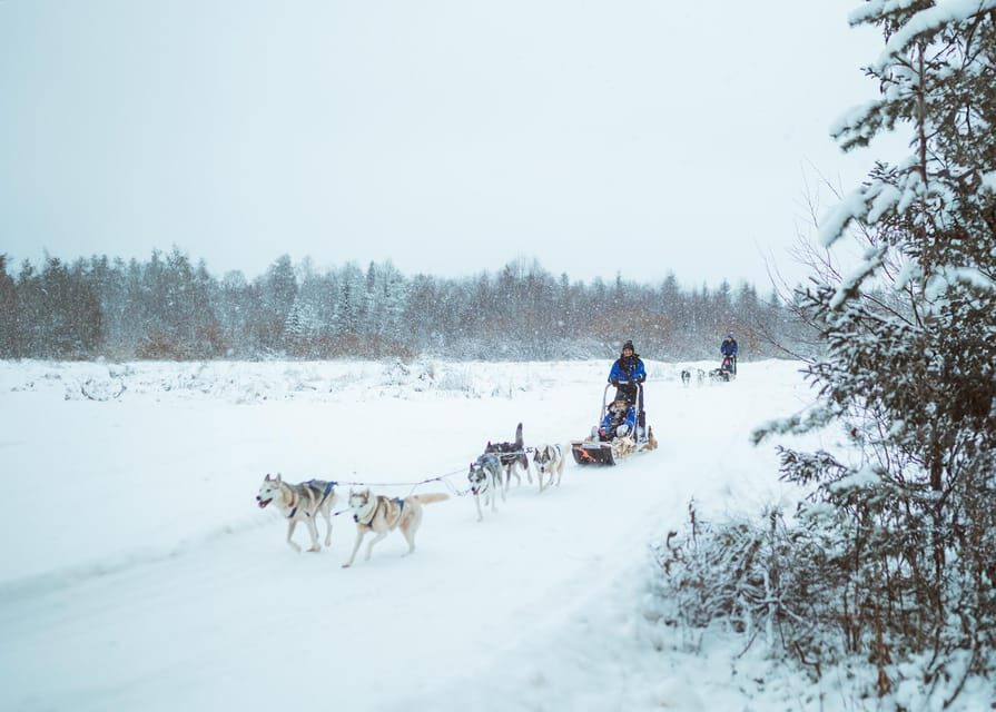 Rovaniemi: Early Winter Husky Sled Ride - Key things to know about this Rovaniemi husky musher ride